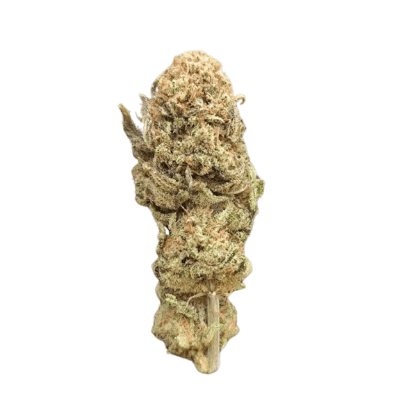 Lemon Buddha